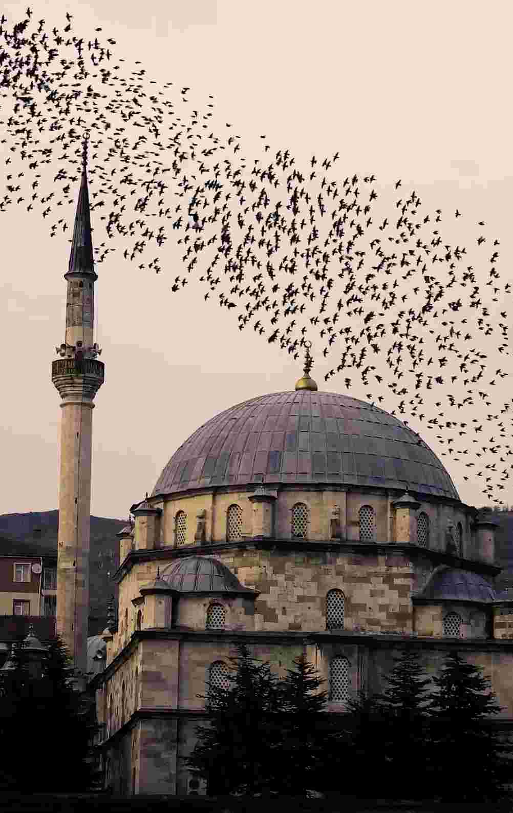 Owl Image